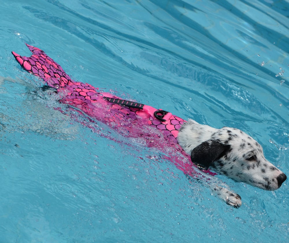 Adjustable Mermaid Shark Dog Life Vest for Swimming