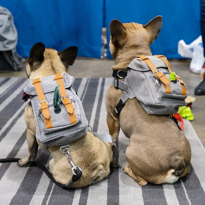 Pet Self Backpack for Schnauzer & Corgi Dogs